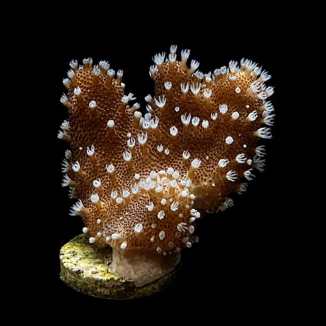 Un coral de bajo mantenimiento, gran presencia estética y comportamiento muy estable. Ideal para dar volumen y movimiento natural al paisaje de tu arrecife.