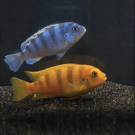 Ciclido Pseudotropheus lombardoi 4-5 cm (1 ejemplar)