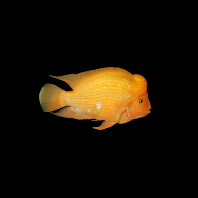 Pez cíclido loro de color naranja brillante, cuerpo redondeado y boca en forma de pico, visto de perfil sobre fondo negro.