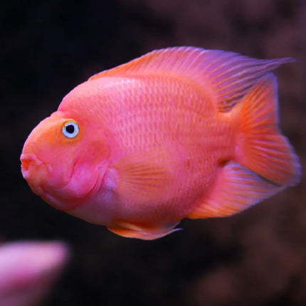 Pez cíclido loro de color púrpurabrillante, cuerpo redondeado y boca en forma de pico, visto de perfil sobre fondo negro.