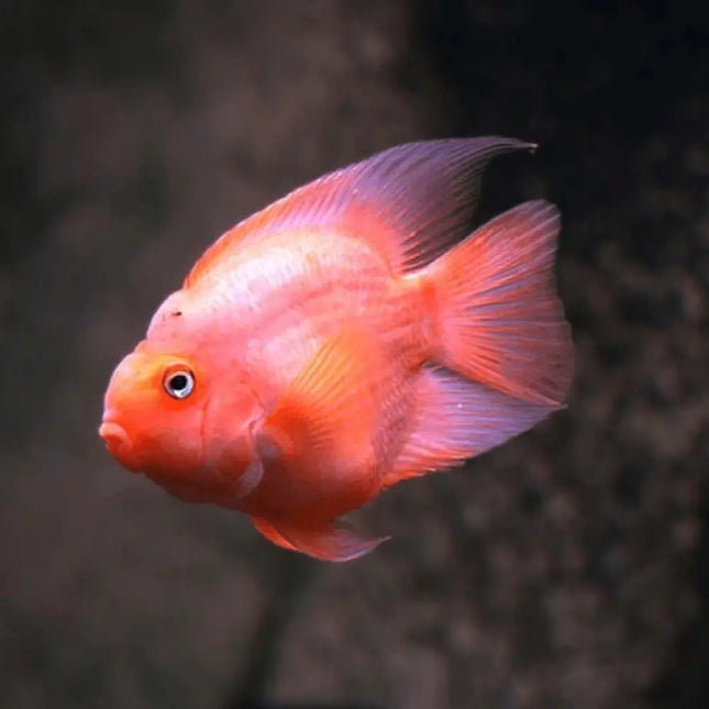Pez cíclido loro de color rosabrillante, cuerpo redondeado y boca en forma de pico, visto de perfil sobre fondo negro.