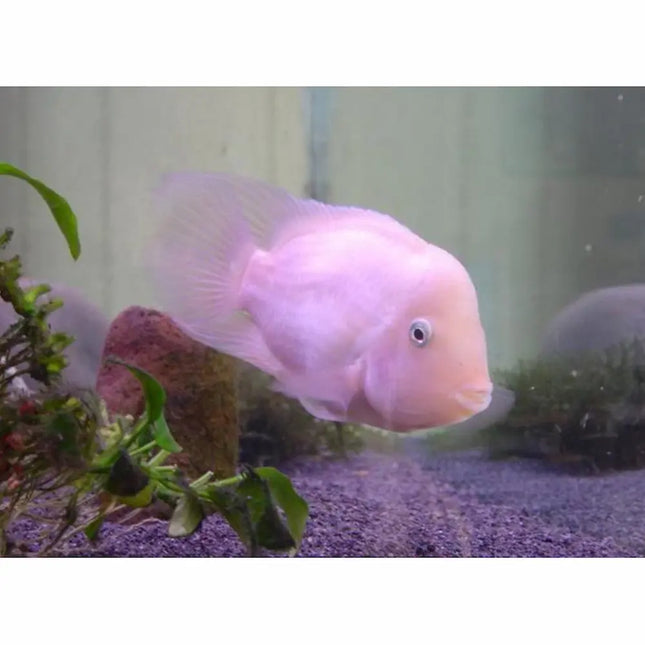 Pez cíclido loro de color rosa brillante, cuerpo redondeado y boca en forma de pico, visto de perfil sobre fondo negro.