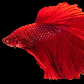 Betta Macho Media Luna Rojo