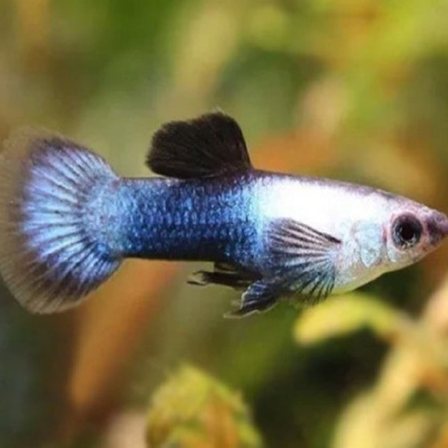 Guppy Macho Panda Azul 2 cm