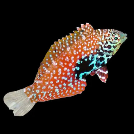 Macropharyngodon bipartitus con cuerpo ovalado cubierto de tonos verdes, azules y púrpuras con dibujos reticulados distintivos.