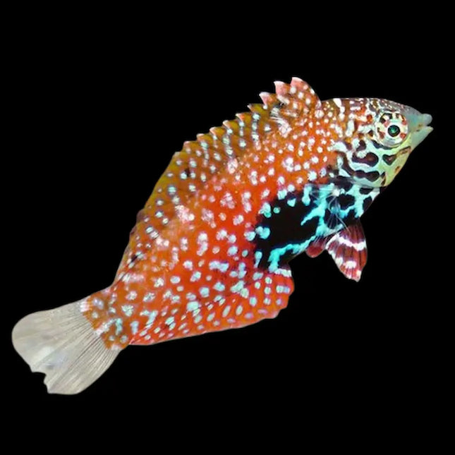 Macropharyngodon bipartitus con cuerpo ovalado cubierto de tonos verdes, azules y púrpuras con dibujos reticulados distintivos.