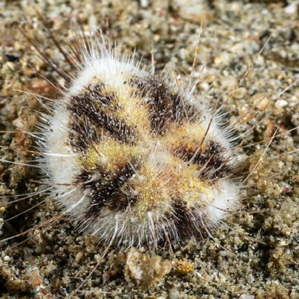 Erizo marino Maretia planulata desplazándose por el sustrato arenoso en un acuario, con su cuerpo aplanado de forma ovalada y espinas cortas visibles.

