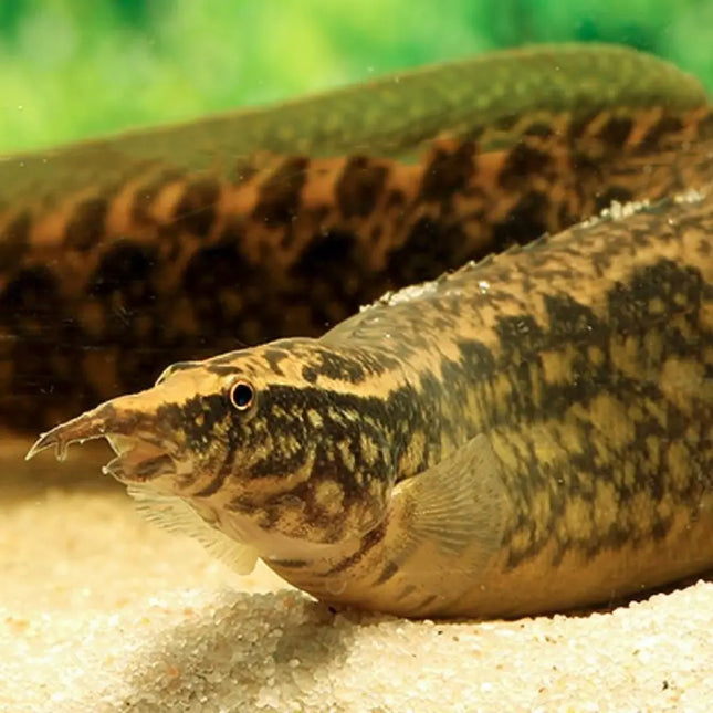 Anguila espinosa Mastacembelus maculatus con cuerpo manchado nadando cerca del sustrato en acuario

