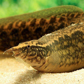 Anguila espinosa Mastacembelus maculatus