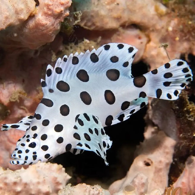 Cromileptes altivelis, mero pantera juvenil con cuerpo blanco y manchas negras irregulares