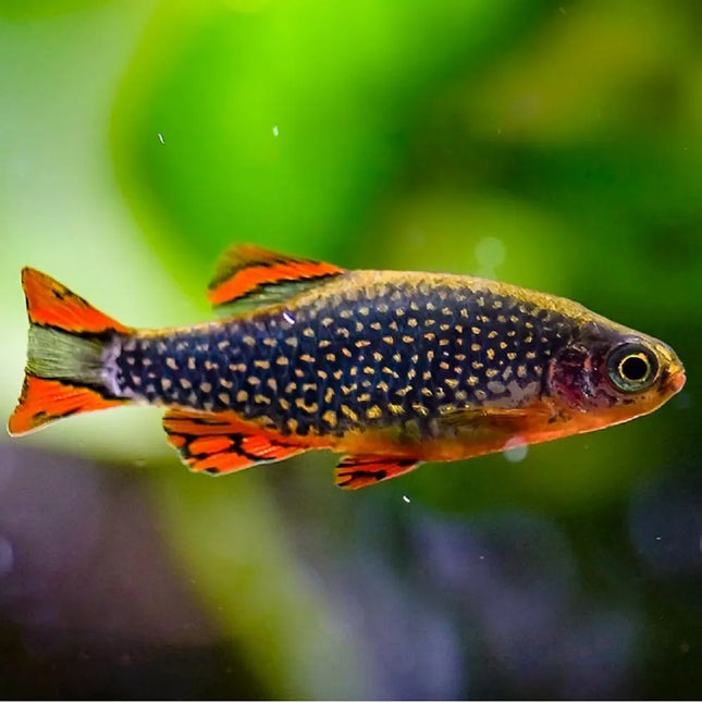 Microrasbora galaxy con cuerpo azul oscuro y manchas perladas, sin fondo.