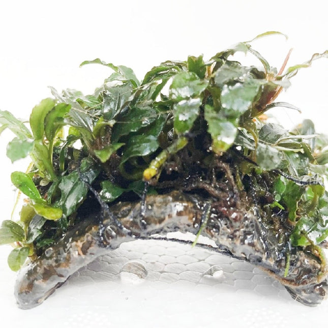 Mini Puente con Bucephalandra