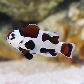 Amphiprion ocellaris Mocha Storm