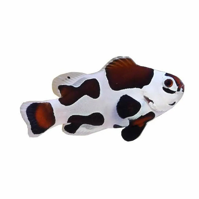 Amphiprion ocellaris "Mocha Storm" | Pez payaso de diseño con patrón blanco y naranja contrastado