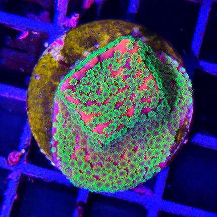 Montipora Frag – Coral SPS llamativo y fácil de mantener