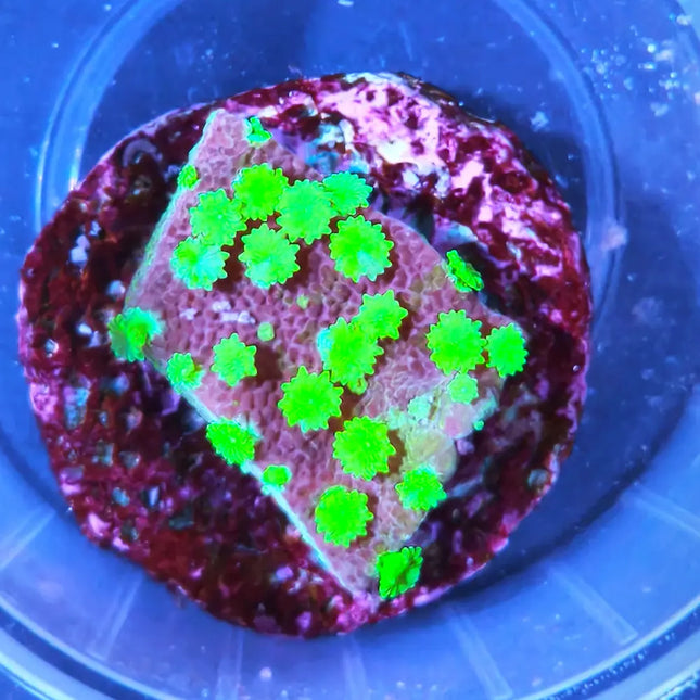 Montipora con pólipos verdes