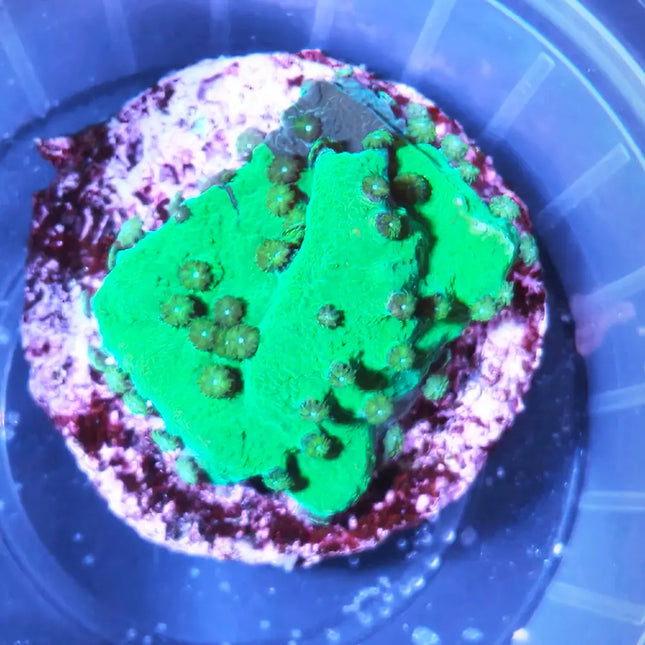 Montipora verde flúor