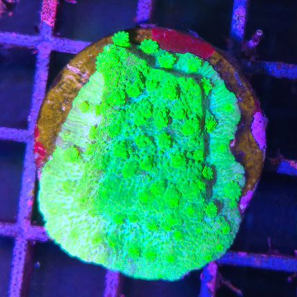Montipora Verde – Coral SPS llamativo y fácil de mantener
