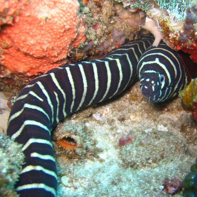 Morena Cebra o Gymnomuraena zebra L