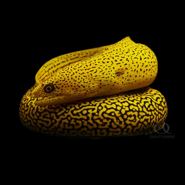 Morena Gymnothorax miliaris con patrón amarillo moteado y cuerpo alargado.