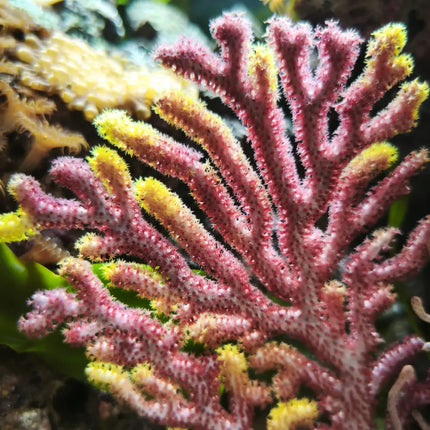 Gorgonia amarilla y roja para acuarios marinos