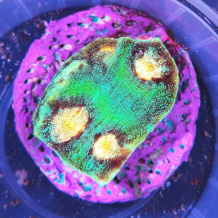 Coral Mycedium con estructura en placas irregulares y colores intensos en acuario marino