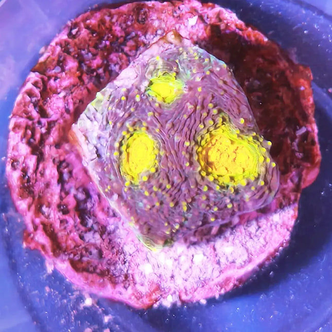 Mycedium amarillo con borde verde y morado
