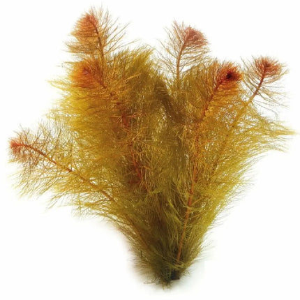 Planta acuática Myriophyllum mattogrossense Roja con hojas plumosas de color rojo en un acuario de agua dulce

