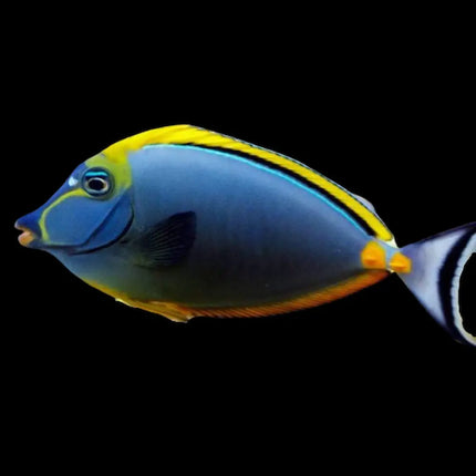 El Naso elegans presenta un cuerpo alargado con tonos gris oscuro, una cara negra con bordes naranjas y una cola blanca bordeada en negro. Su forma estilizada y sus colores vivos lo distinguen claramente entre otras especies de cirujano.