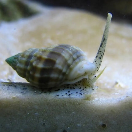 Caracol Nassarius vibex parcialmente enterrado en arena dentro de un acuario marino, con su concha alargada visible sobre el sustrato.

