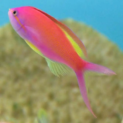 Nemanthias carberryi (Basslet de Carberry) de color anaranjado nadando entre roca viva en acuario marino

