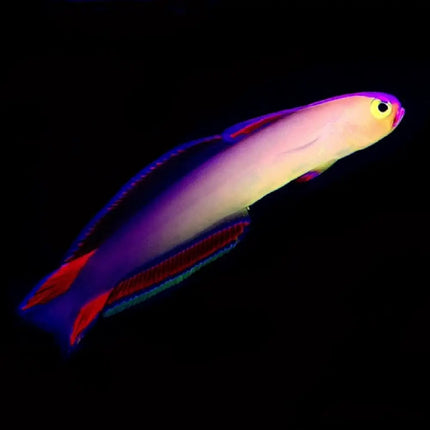 Nemateleotris exquisita de cuerpo delgado con tonos verdes y violetas brillantes, vista de perfil sobre fondo negro.