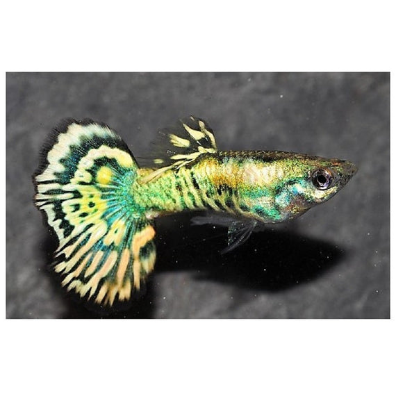 Guppy Macho Neon Tiger 3,5-4 cm