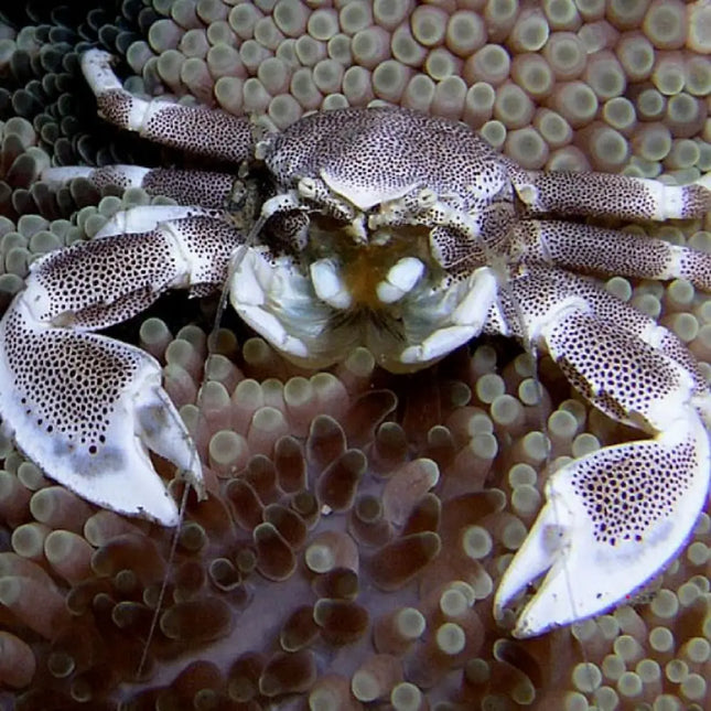 Neopetrolisthes maculatus, cangrejo porcelana moteado con caparazón blanco y manchas de color, filtrando alimento cerca de una anémona en un acuario marino de arrecife.