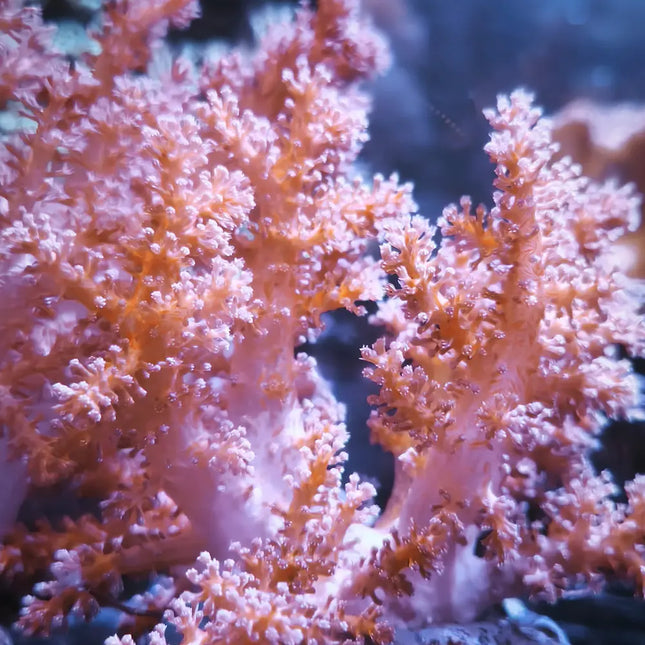 Coral blando Neospongodes con estructura ramificada y pólipos visibles en acuario marino