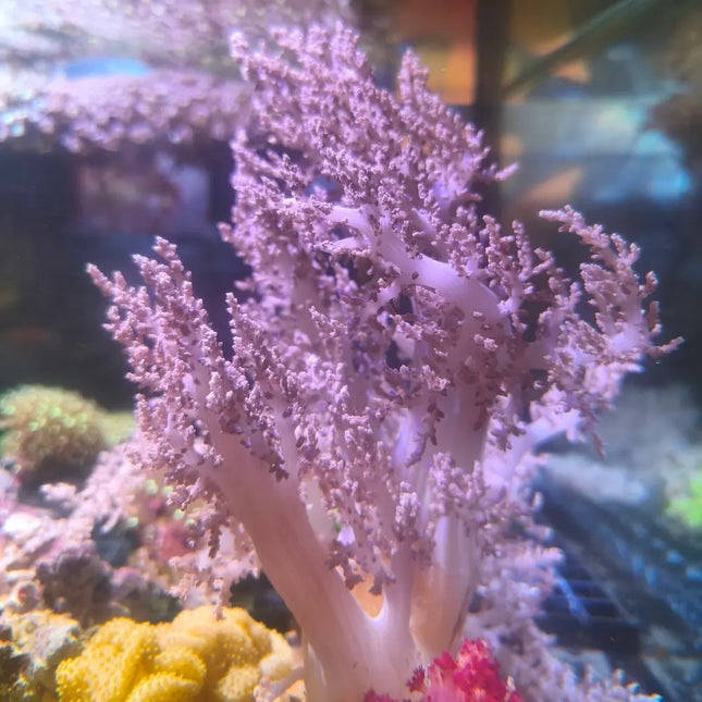Coral Nepthea blando de forma ramificada y textura plumosa en acuario marino