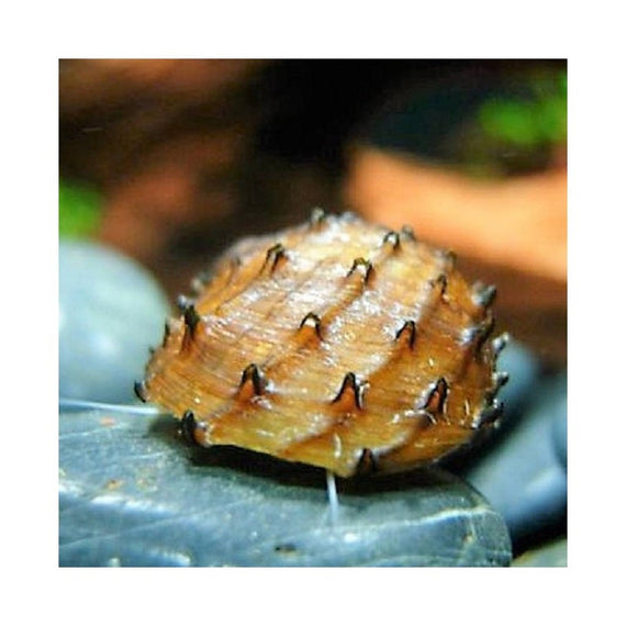 Caracol Puercoespin Neritina juttingae