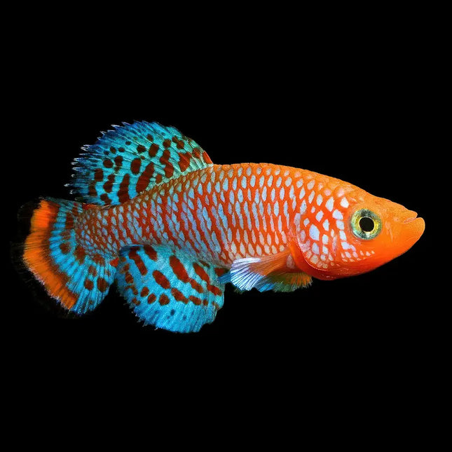 El Notobranchius rachovii es un pequeño killie de entre 2,5 y 3,5 cm conocido por su increíble coloración y su ciclo de vida corto. Es una especie muy apreciada en acuariofilia por sus tonos intensos y su comportamiento interesante, aunque requiere cuidados específicos y acuarios dedicados.