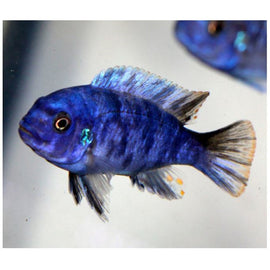 Ciclido Pseudotropheus Zebra Masinje Azul OB 4 cm