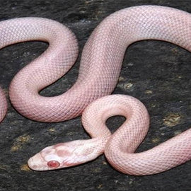 Serpiente del Maizal Obsoleta Leucística Pantherophis obsoletus