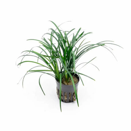 Ophiopogon japonicus con hojas finas y verdes, ideal para terrarios y bordes de acuario

