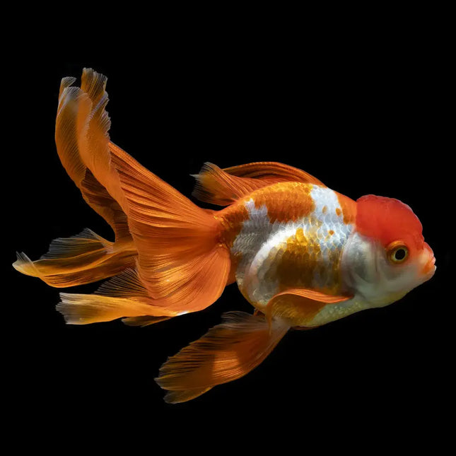 Oranda bicolor con cuerpo redondeado, capucha prominente y coloración contrastada