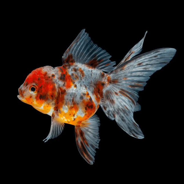 Oranda calico con cuerpo redondeado, capucha desarrollada y patrón tricolor moteado