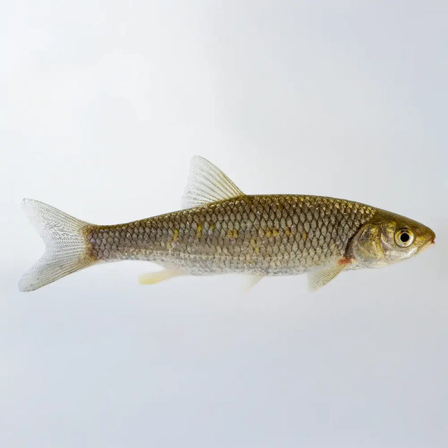 Leuciscus idus – Orfe dorado para estanques ornamentales