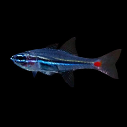 Ostorhinchus parvulus pez cardenal marino enano para acuario de arrecife