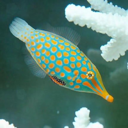 Oxymonacanthus longirostris – Pez lija arlequín para acuarios marinos de arrecife