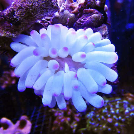 Anémona Condylactis gigantea