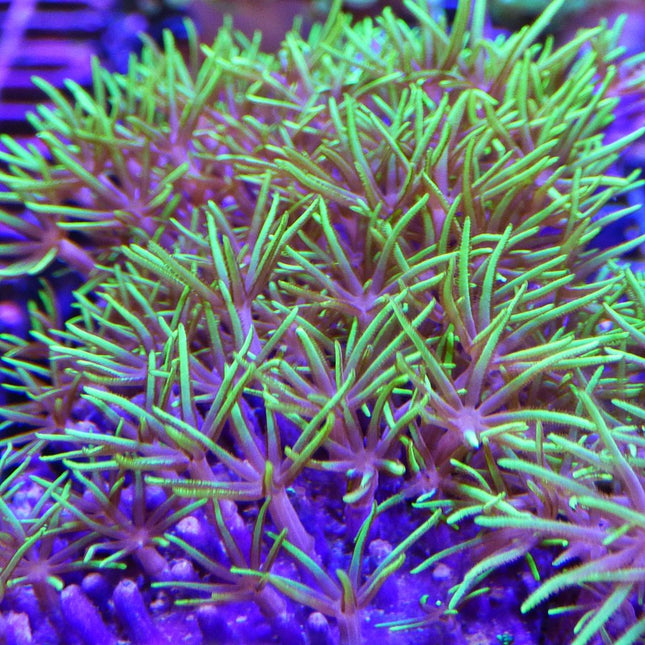 Pachyclavularia violacea L