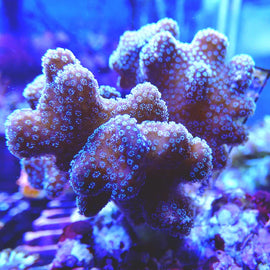 Pocillopora M