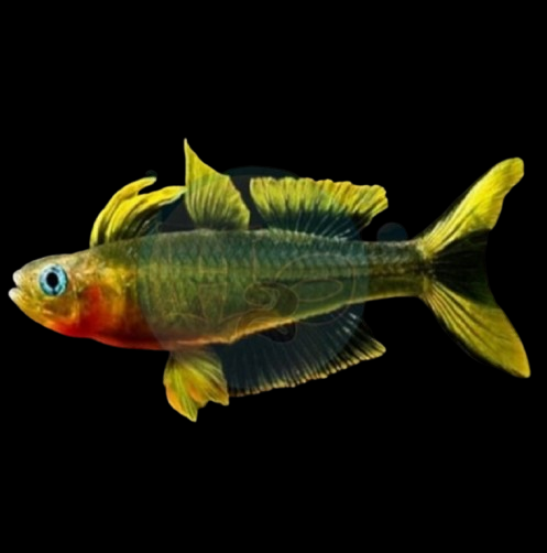 Popondeta furcata macho con aletas bifurcadas y colores vivos en primer plano

